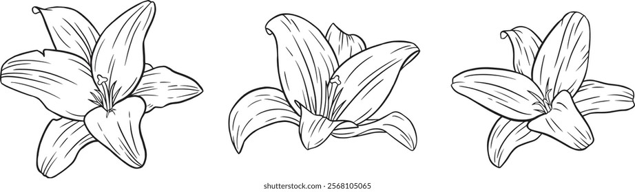 Line Drawing of 3 Lilies