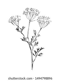 Line drawing of anise on white background. Hand-drawn vector illustration.