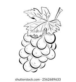 Line drawing. Line art food - grape with leaf. Vector minimalistic