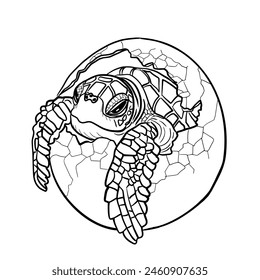 Line drawing of a baby turtle hatching from an egg.Vector illustration isolated on white.Cute design for t shirt print, icon, logo, label, patch or sticker.