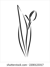 Line drawing of beauty flower