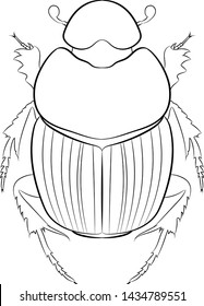 Line drawing beetle. Onthophagus haroldi Ball. Vector