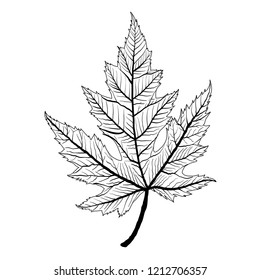 line drawing black and white, retro style hand drawn vintage maple leaf