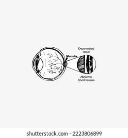 Line drawing body part vector design illustration. Human Body Line Vector Art. Medical icon vector