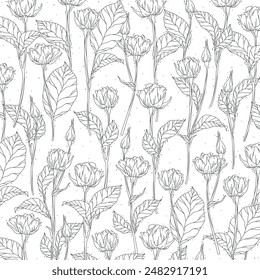 Line drawing botanical foliage floral illustration 02 04 rose and roses