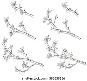 Line drawing of branches with leaves. Different sizes. You can use the shadows as branches silhouettes. Vector illustration, isolated objects.