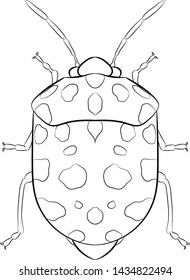 Line drawing. Bug (Pachycoris torridus). Vector.