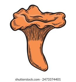 Line drawing chantarelle mushroom vector illustration.