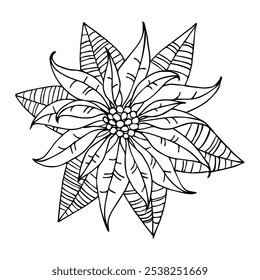 Line drawing Christmas poinsettia flower.  Vector hand drawn Euphorbia Poinsettia. Eps 10 botanical line art illustration