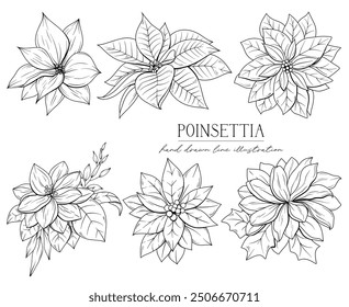 Line drawing Christmas poinsettia flowers and holly tree, bouquets and floral arrangements, hand drawn vector line art illustration