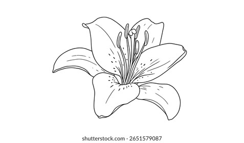 Folha colorida do desenho da linha de uma flor de lírio graciosa realçando sua forma de chifre clássica e estames de negrito