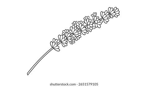 Folha de coloração de desenho de linha de um talo de planta de lavanda mostrando aglomerados densos de pequenos botões de flores roxas