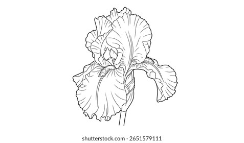Folha de coloração de desenho de linha de uma flor de íris sofisticada detalhando os padrões distintos e formas de quedas