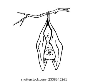 Line drawing of cute hanging bat. Nocturnal mammal animal mascot for halloween. Outline vector illustration