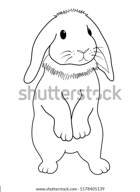 Line Drawing Cute Standing Fluffy Holland Stock Vector (Royalty Free ...