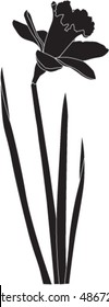 line drawing daffodil vector illustration