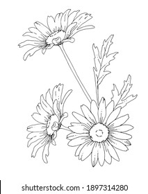 Line drawing of daisy flowers