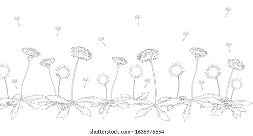 Line drawing of dandelion flowers