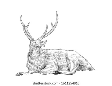 Line drawing deer sitting on the ground white background