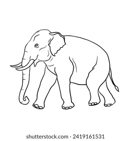 Line drawing depicting a male Asian elephant with long and beautiful tusks.Isolated vector illustration on a white background.