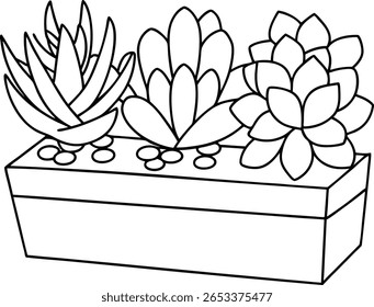 A line drawing depicts three distinct succulent plants arranged in a rectangular planter. The plants have varied leaf shapes and textures, with small circles representing pebbles or soil at their base