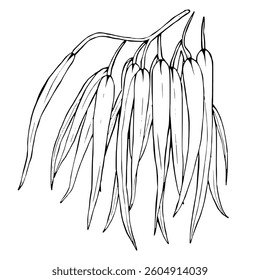 Line Drawing Of Eucalyptus Branch With Pendulous Leaves