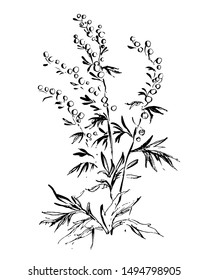 Line drawing field of the plant wormwood on white background. Hand-drawn vector illustration.