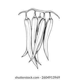 Line Drawing Of Five Long Green Chili Peppers Hanging