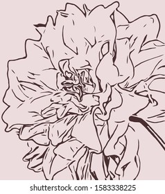 line drawing flower illustration. fashion bloom pattern.
