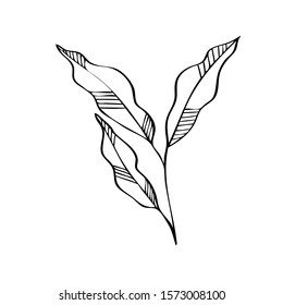 Line drawing flowers simple hand drawn vector illustration