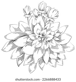 Line drawing flowers, wild flowers, hand drawn vector illustration.