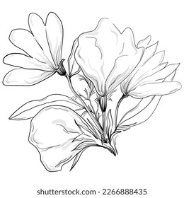 Line drawing flowers, wild flowers, hand drawn vector illustration.