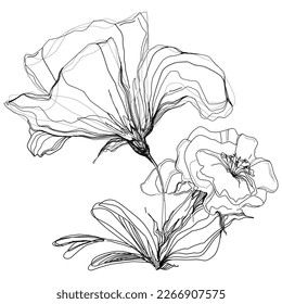 Line drawing flowers, wild flowers, hand drawn vector illustration.