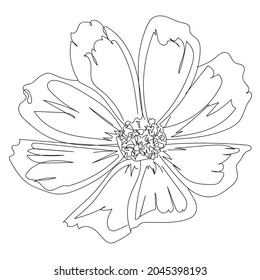 line drawing garden cosmos or Mexican aster Poppy flower. Minimalist contour drawing artwork