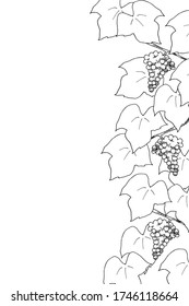 Line drawing of grapes and leaves