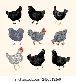 Línea de dibujo gallina, pollo en estilo de grabado vintage dibujado a mano Ilustración vectorial. Colección de animales de granja avícola.