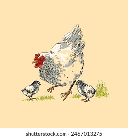 Línea de dibujo gallina, pollo en estilo de grabado vintage dibujado a mano Ilustración vectorial. Colección de animales de granja avícola.