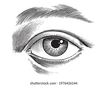 Line drawing of human eye
