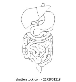line drawing of human organs.  isolated body organs