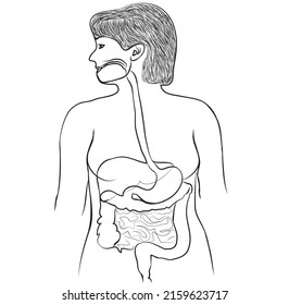 Line drawing of human organs 
-The hollow organs that make up the GI tract are the mouth, esophagus, stomach, small intestine, large intestine, and anus.