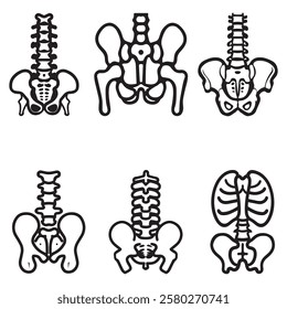 Line drawing of a human pelvis and spine.