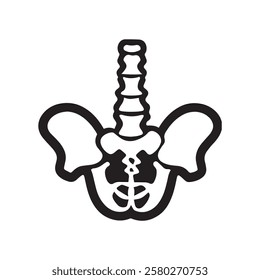 Line drawing of a human pelvis and spine.