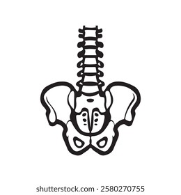 Line drawing of a human pelvis and spine.