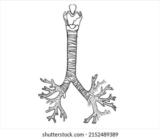 The line drawing of Human Trachea 
-it is long, U-shaped tube that connects larynx (voice box) to our lungs. The trachea is often called the windpipe. It's a key part of our respiratory system.