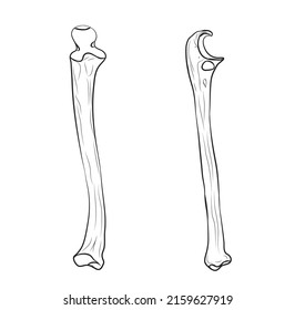 the line drawing of human ulna bone 
-The ulna is one of two bones that make up the forearm, the other being the radius. It forms the elbow joint with the humerus and also articulates with the radius.