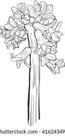 line drawing hyacinth flowers at stem, hand drawn vector illustration
