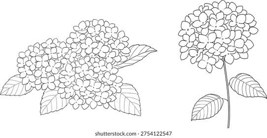 Line drawing of Hydrangea set