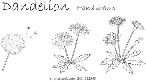 Ilustración de dibujo de línea de dandelion