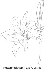 A line drawing illustration of a daylily hand drawn