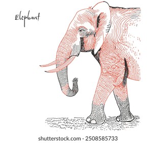 Line drawing illustration of an elephant with a long trunk facing sideways